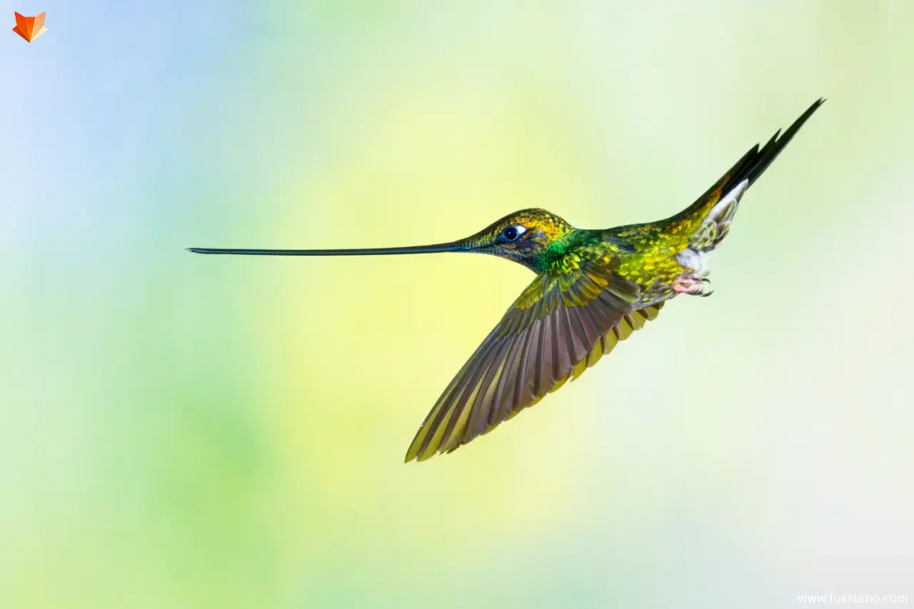 sword billed hummingbird 7