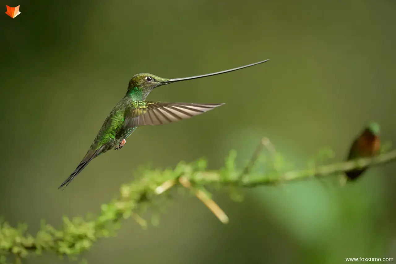 sword billed hummingbird Strange Birds