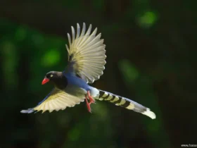 taiwan blue magpie 3 Yellow Animals