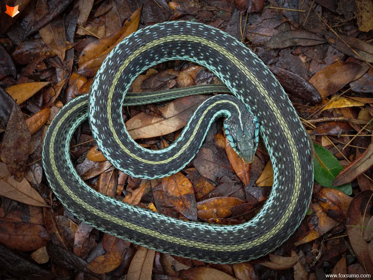 thamnophis sirtalis Cool Snakes