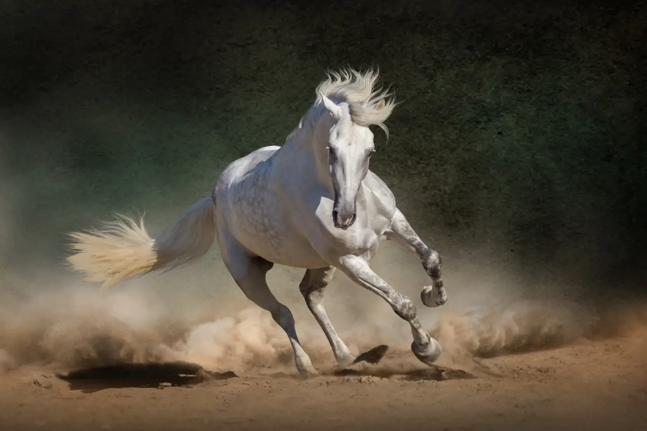 the andalusian horse Strong Animals