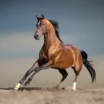 the arabian horse