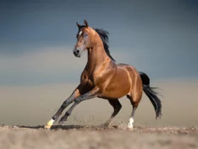the arabian horse Cool Animals