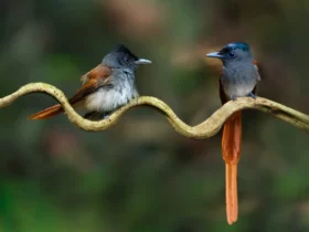 the asian paradise flycatcher Ugly Animals
