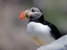 the atlantic puffin Ugliest Cat Breeds
