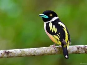 the black and yellow broadbill colorful birds