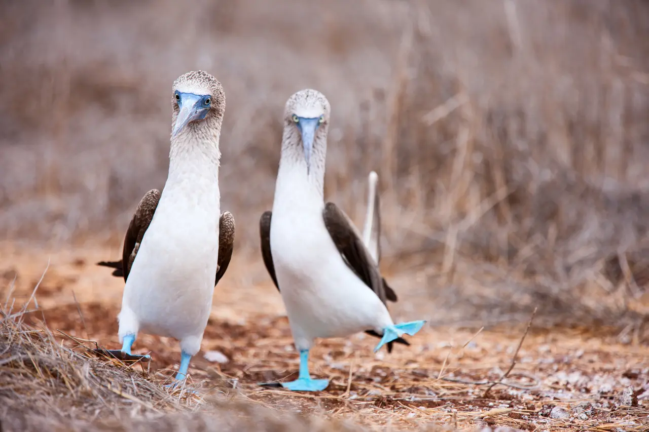 the blue footed booby 1