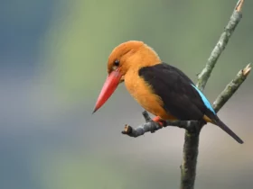 the brown winged kingfisher Green Animals