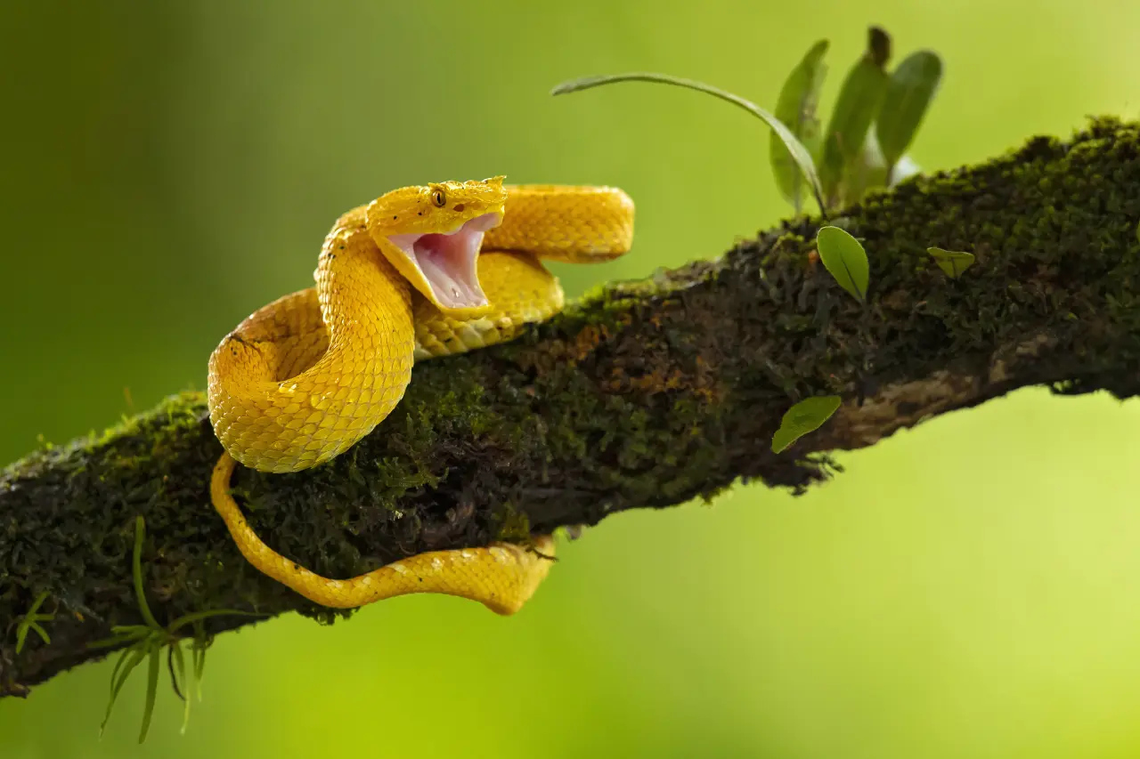 the eyelash viper Yellow Animals