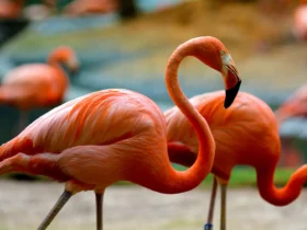 the flamingo Tundra Animals