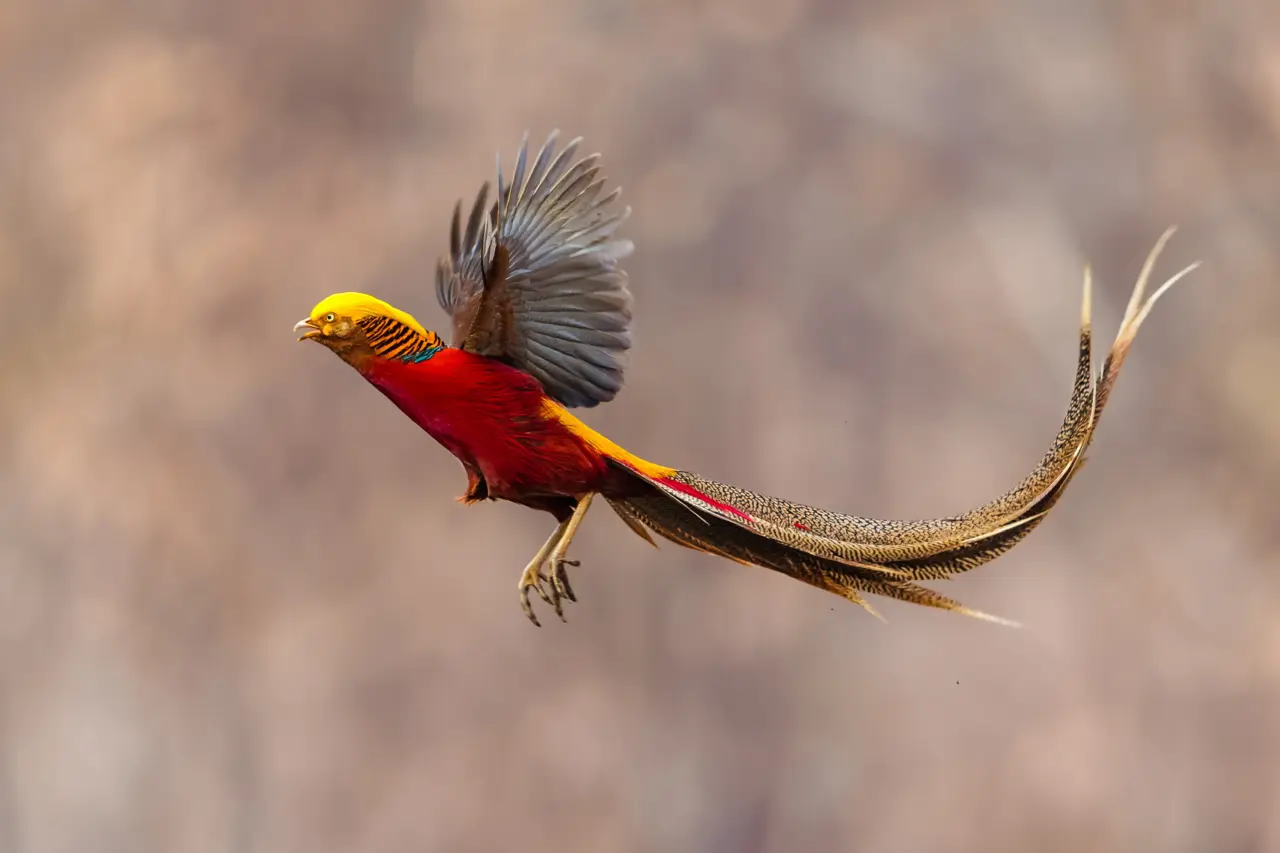 the golden hooded tanager 1 Strange Birds