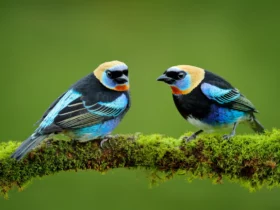 the golden hooded tanager