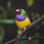 the gouldian finch Green Animals