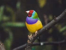 the gouldian finch small dog breeds