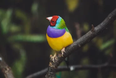 the gouldian finch