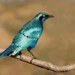 the greater blue eared starling small dog breeds