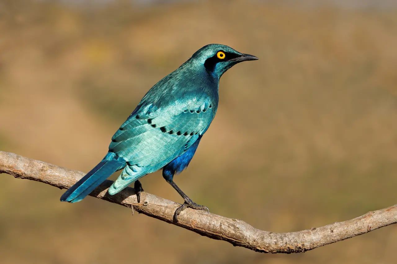 the greater blue eared starling