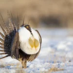 the greater sage grouse