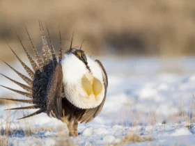 the greater sage grouse Cute Animals