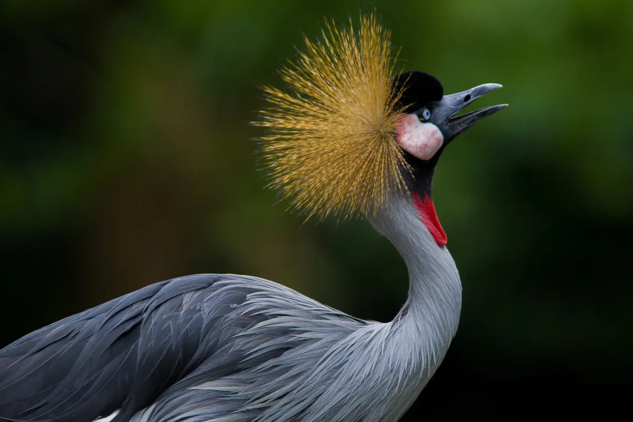 the grey crowned crane Flightless Birds