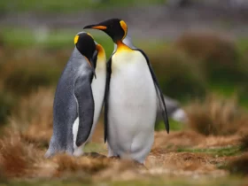 the king penguin Yellow Animals