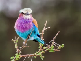 the lilac breasted roller Strong Animals