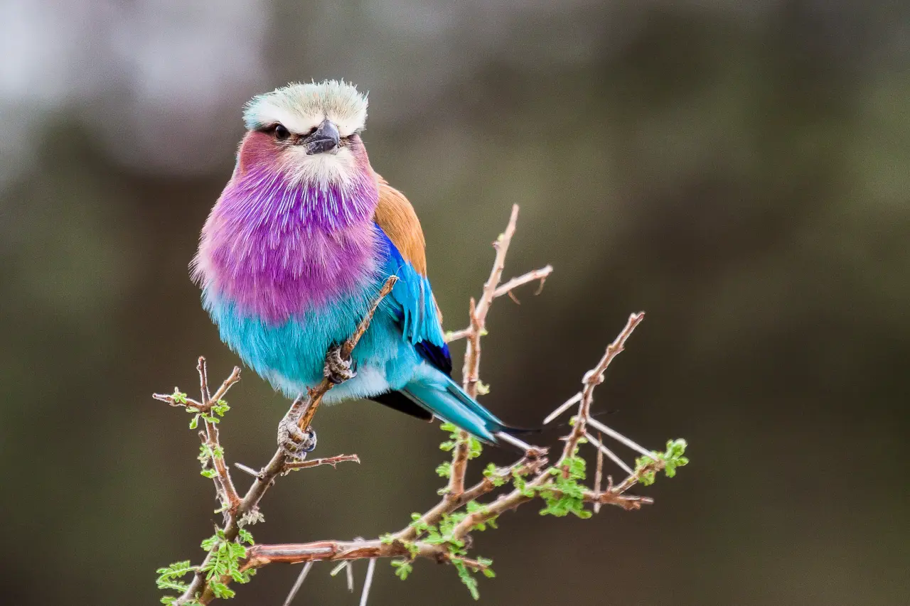 the lilac breasted roller
