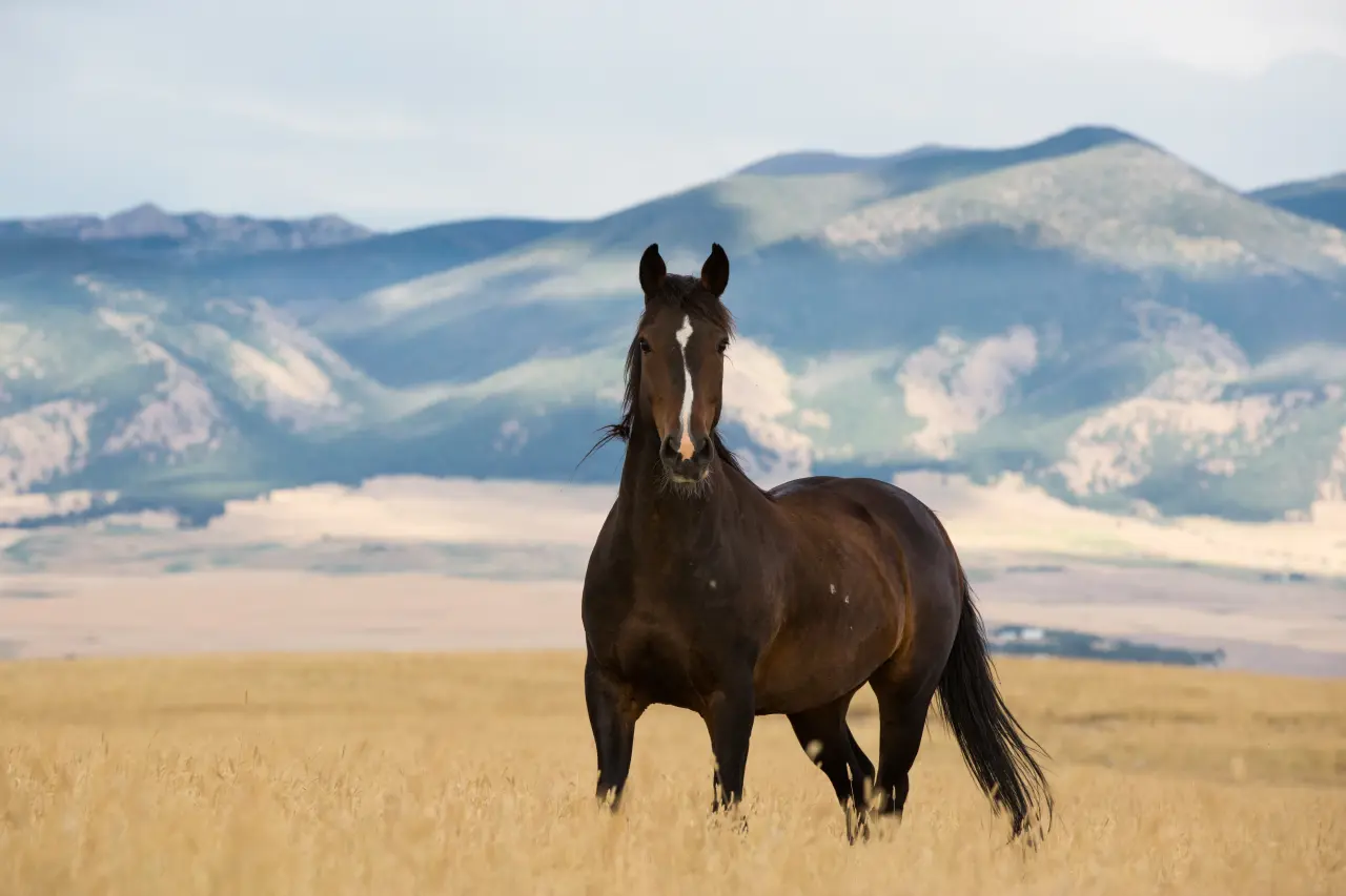 the mustang horse Ugliest Cat Breeds