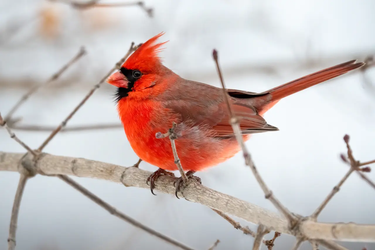 the northern cardinal colorful birds