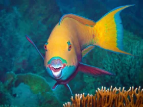 the parrotfish Yellow Animals