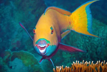 the parrotfish