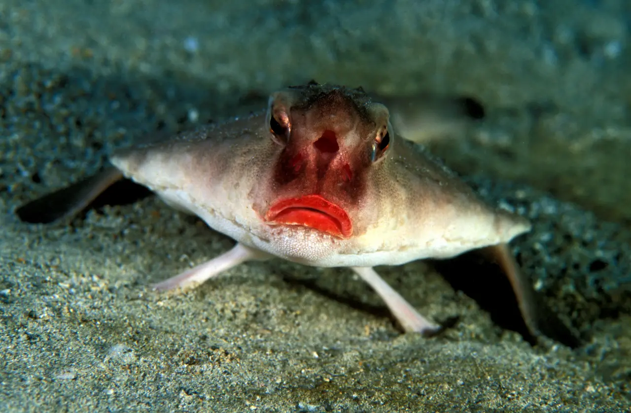 the red lipped batfish