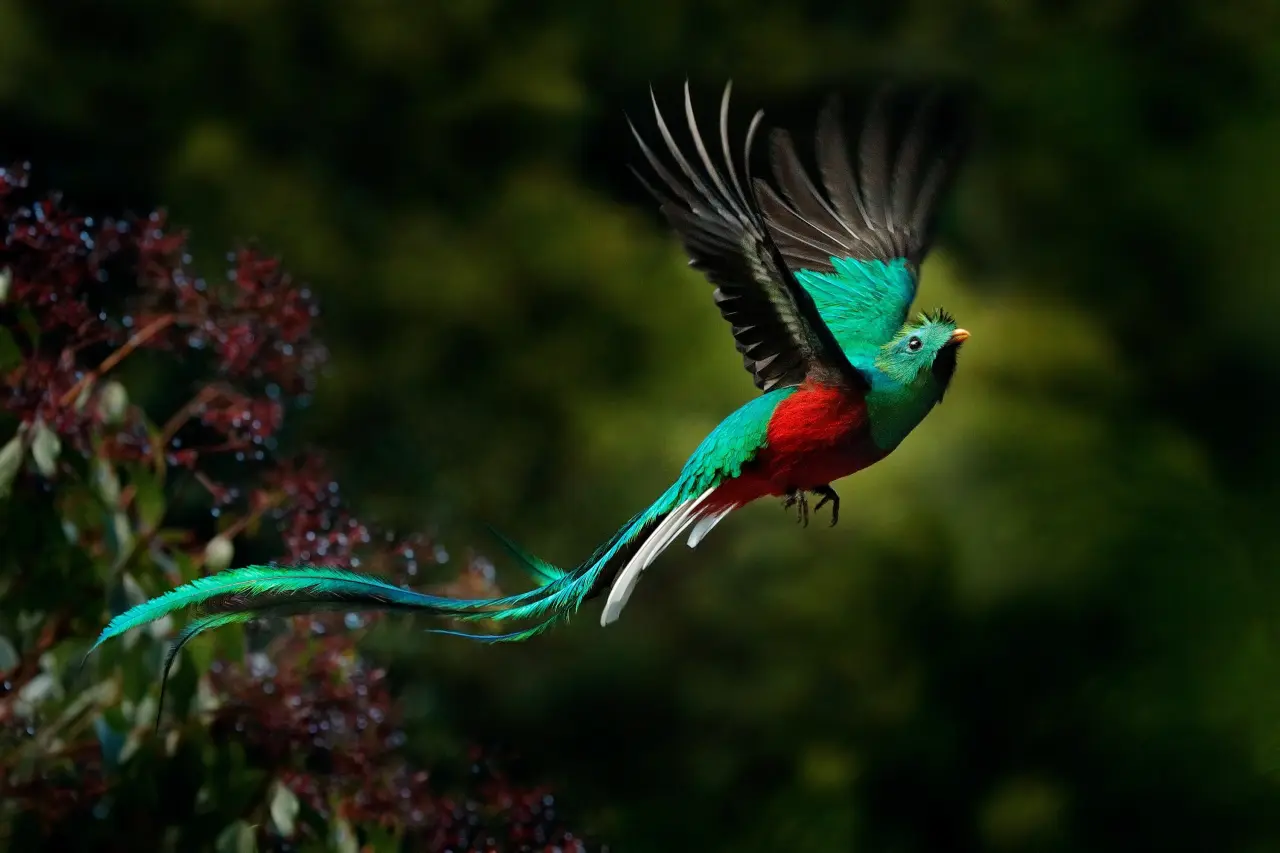 the resplendent quetzal beautiful birds