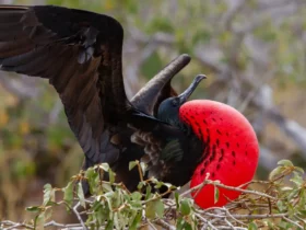 the rigatebird Australian Animals