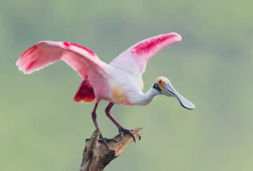 the roseate spoonbill