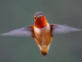 the rufous hummingbird