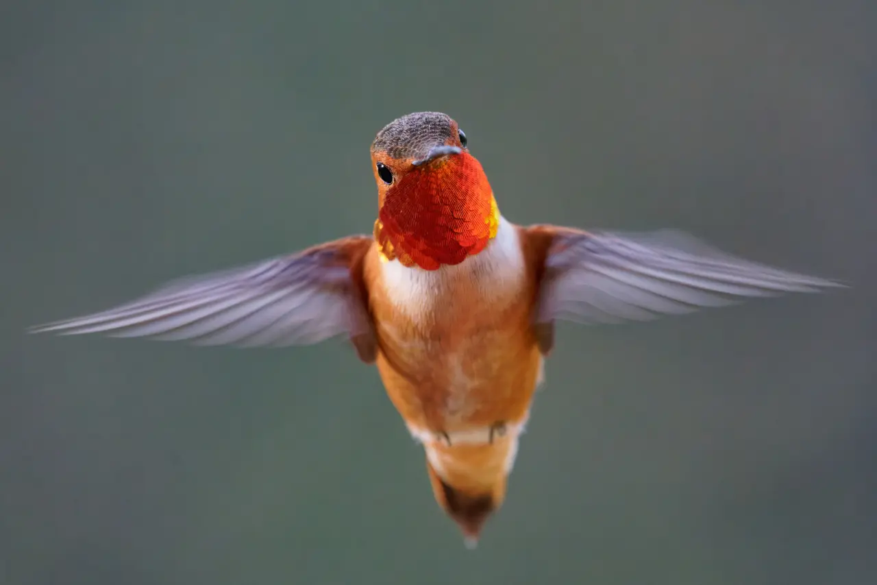 the rufous hummingbird