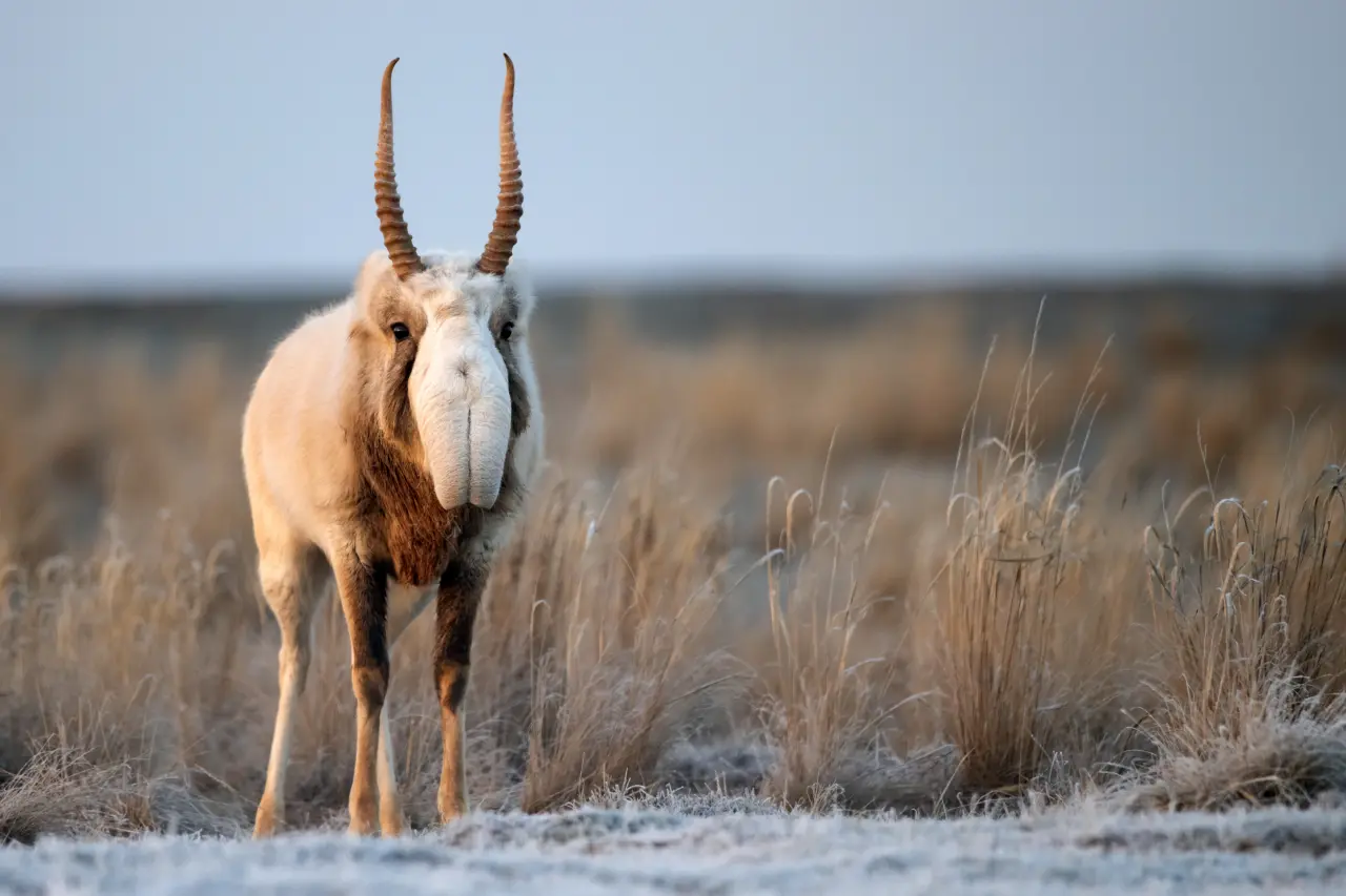 the saiga antelope Tundra Animals
