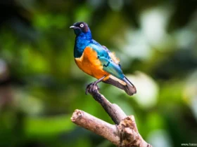 the superb starling