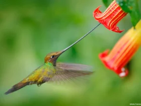 the sword billed hummingbird Australian Animals