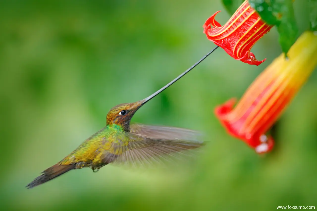 the sword billed hummingbird