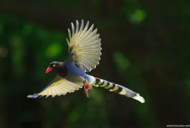 the taiwan blue magpie