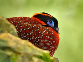 the temmincks tragopan Ugly Frogs