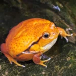 the tomato frog colorful birds