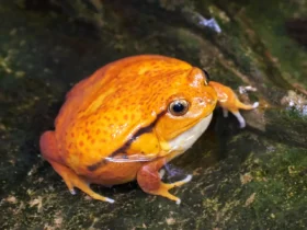 the tomato frog Australian Animals