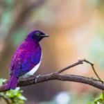 the violet backed starling