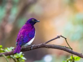 the violet backed starling Flightless Birds