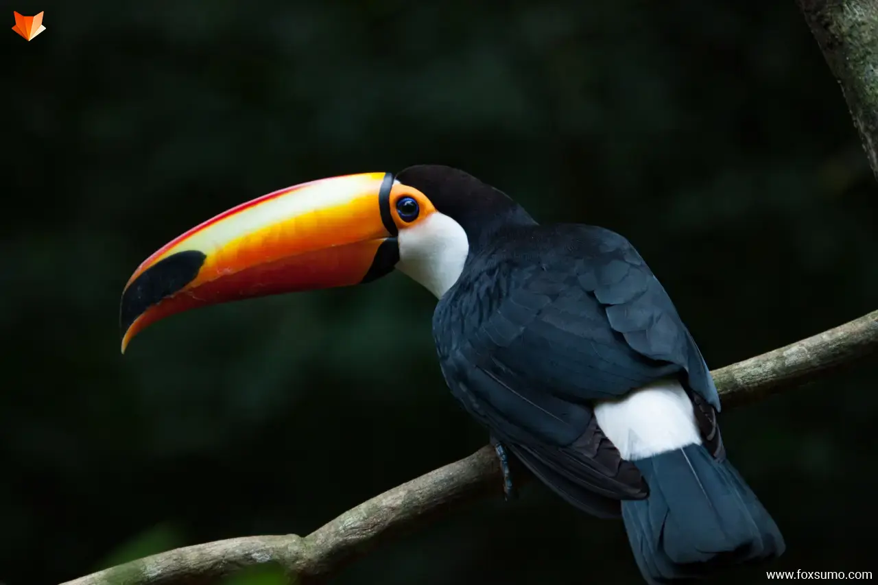 toco toucan Strange Birds
