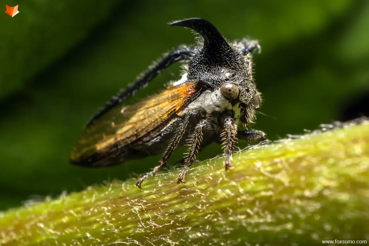 treehopper Weird Insects