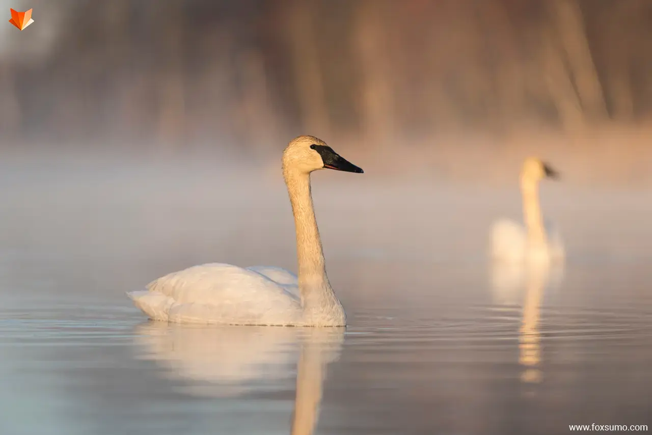 trumpeter swan Largest Birds